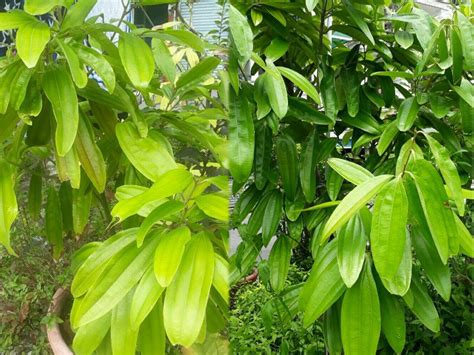 月桂 種植|【月桂葉種植指南】瞭解月桂樹生長需求，種植出健康繁茂的香料。